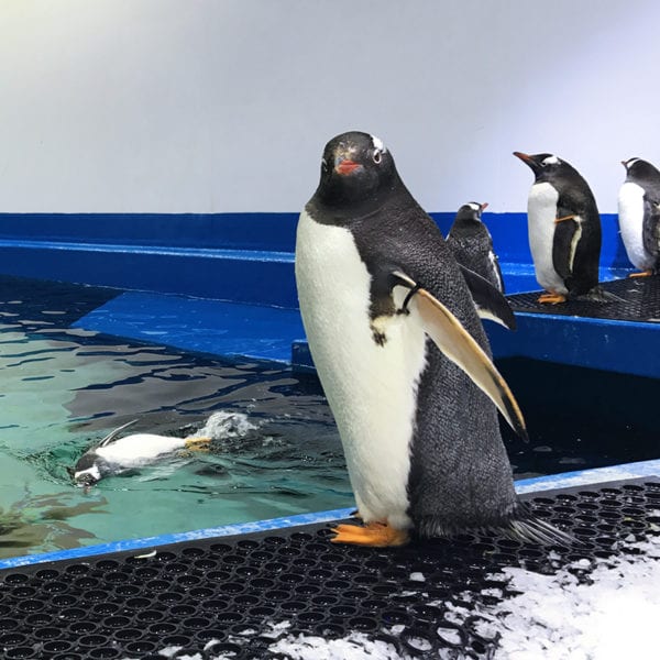 Penguin Island Now Open
