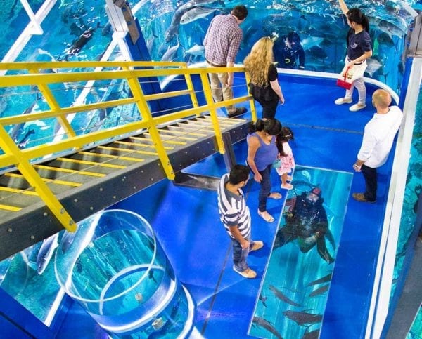 Dubai Mall Aquarium Encounters News