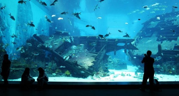 Proven Health Benefits Aquariums