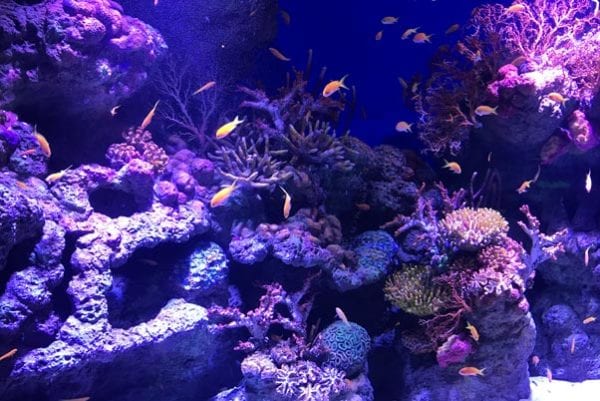 Cairns Aquarium Fish Opening