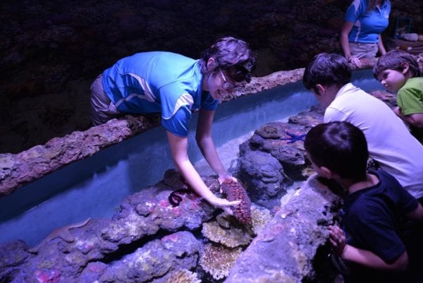 Cairns Aquarium Touch Tank Opening