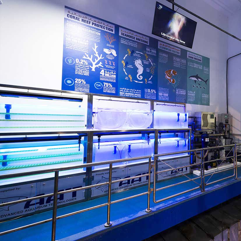 Dubai Mall Aquarium Display Equipment