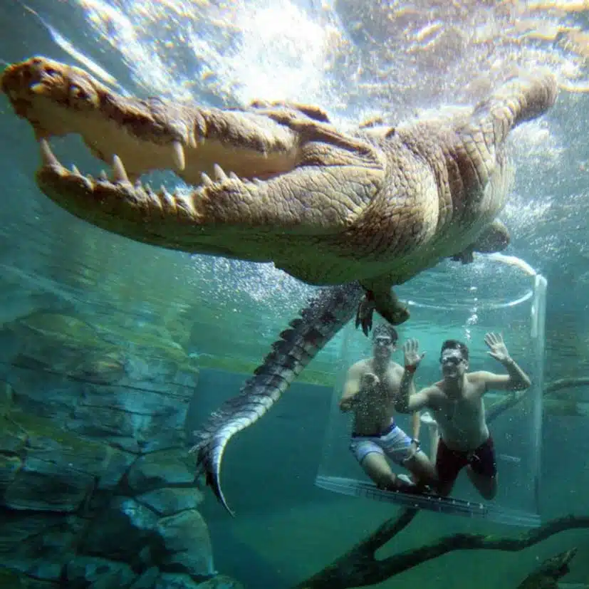 Crocosaurus Cove Darwin Australia01