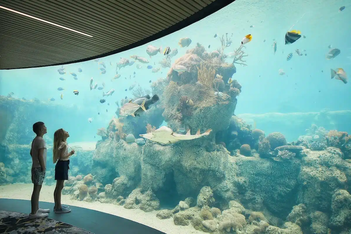 Daydream Island Resort Living Reef Whitsundays Australia01