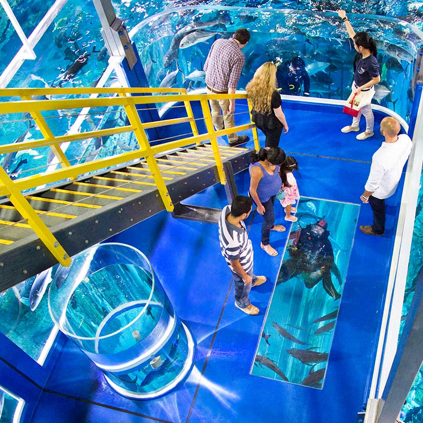 Dubai Aquarium And Underwater Zoo Uae03