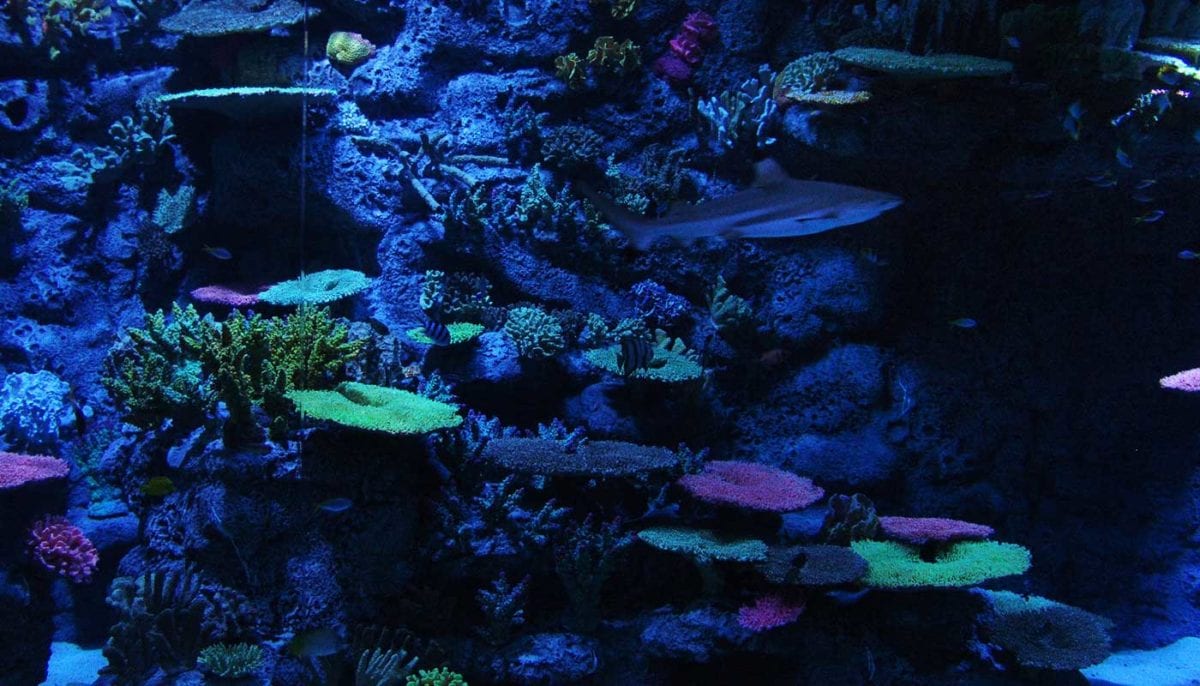 Aquarium, Copenhagen, Denmark – Advanced Aquarium Technologies