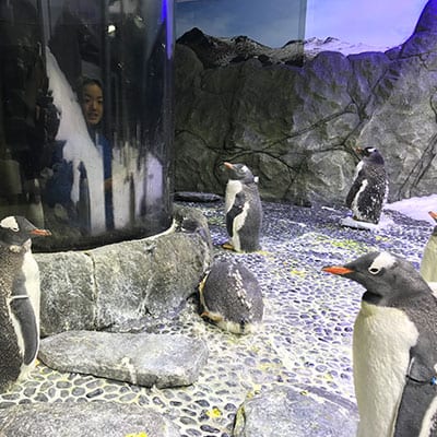 Sea Life Sydney Aquarium Penguin Island Sydney Australia03