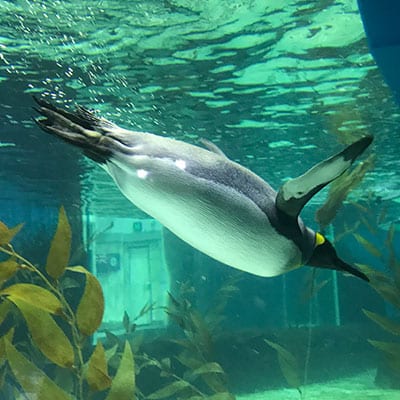 Sea Life Sydney Aquarium Penguin Island Sydney Australia04