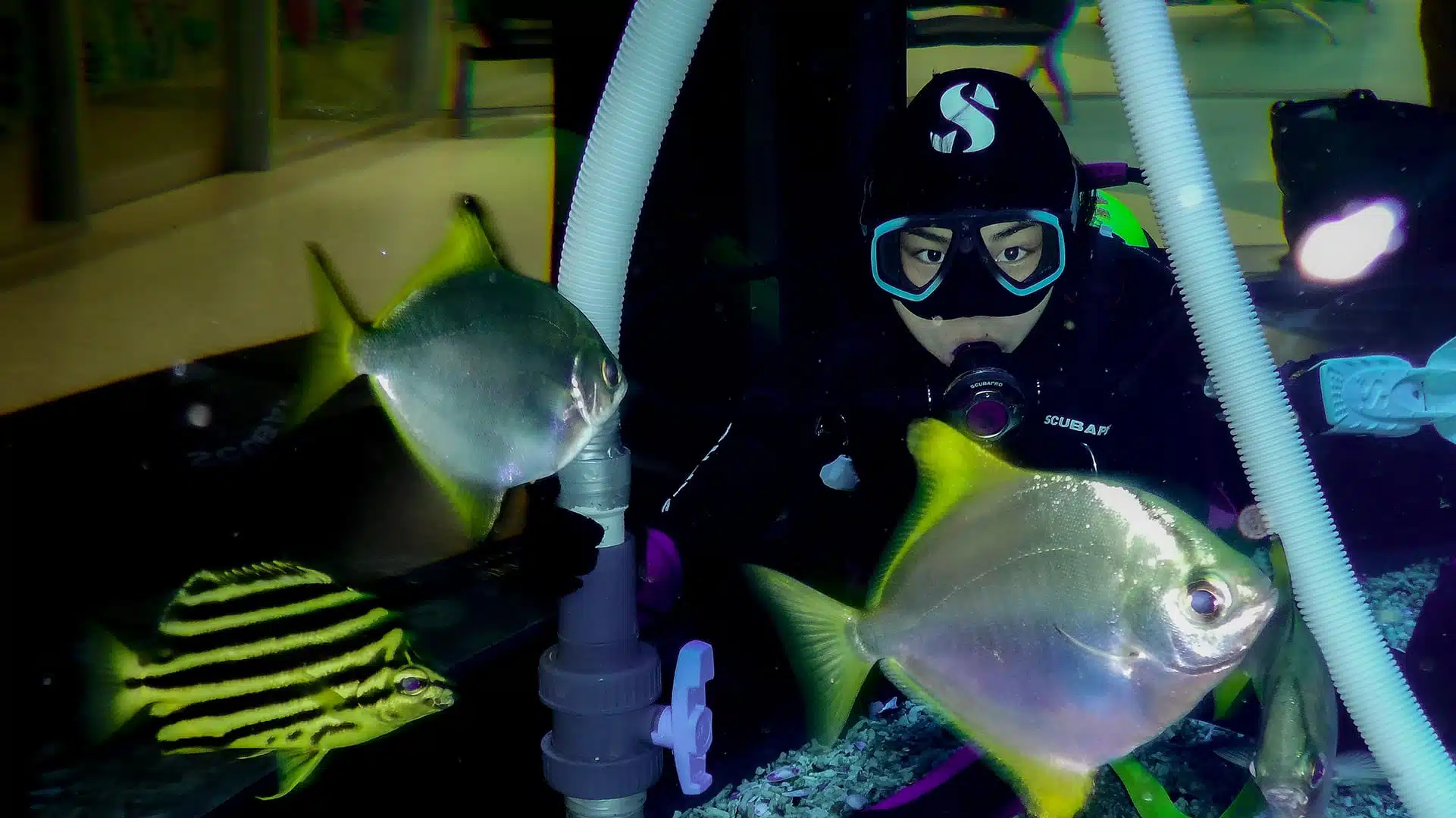 A Big Shout Out To t Aquarist Alison Liew On International Women S Day 21 Advanced Aquarium Technologies