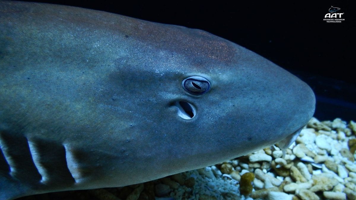 Bamboo Shark 1920 5