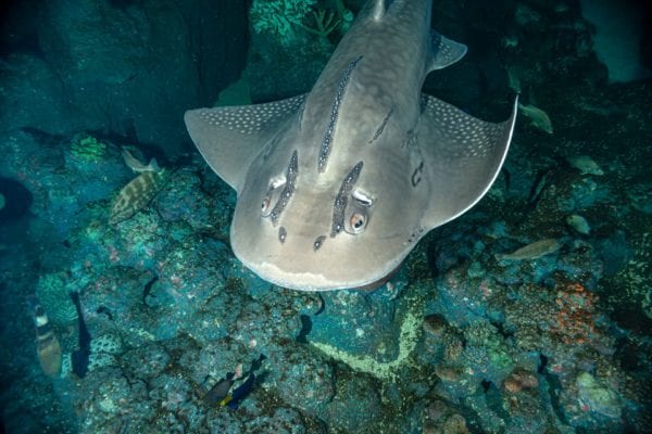 Bowmouth Guitarfish Over Rock Pcf2609
