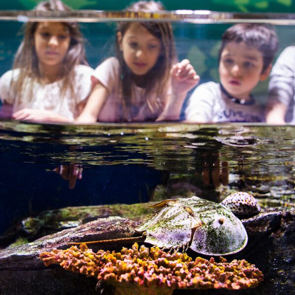 Children looking at a crab at an aquarium