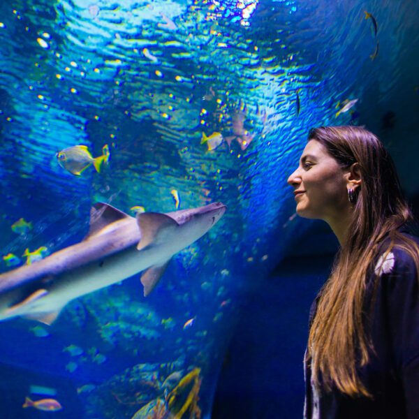 A woman in an aquarium tunnel looking at a shark