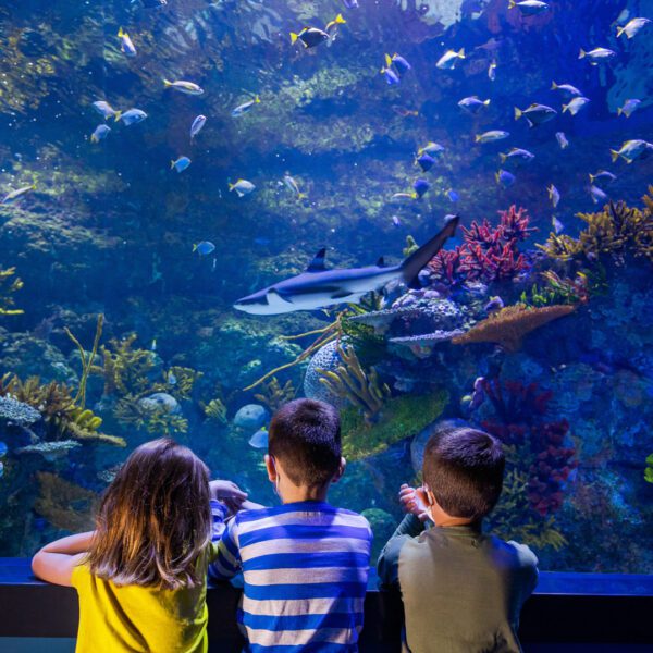 Children looking into an aquarium exhibit